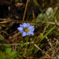 Gentiana pedicellata subsp. zeylanica (Griseb.) Halda